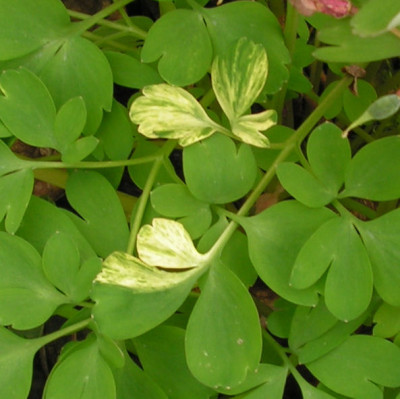 Corydalis_solida_003.jpg