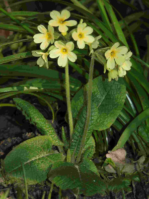 Primula_elatior_cf_corcontica.jpg