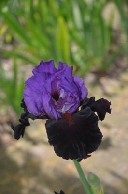 D7732.JPG