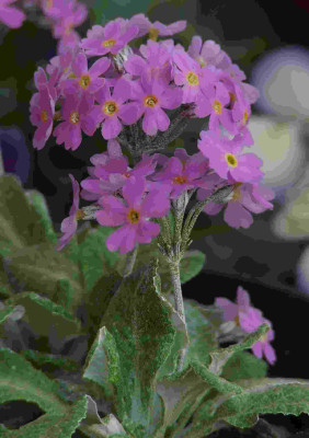 Primula_frondosa_.jpg