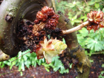 Aesculus_hippocastanum_Monstrosa.JPG