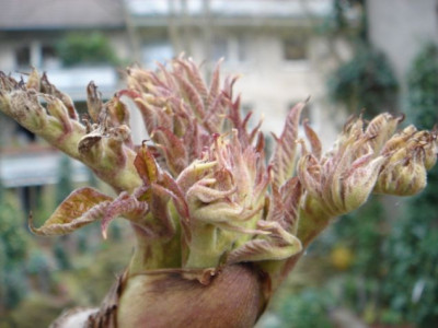 Aralia_elata_3.JPG