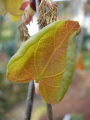 Cercidophyllum_japonicum_Pendulum_Austrieb_2.JPG