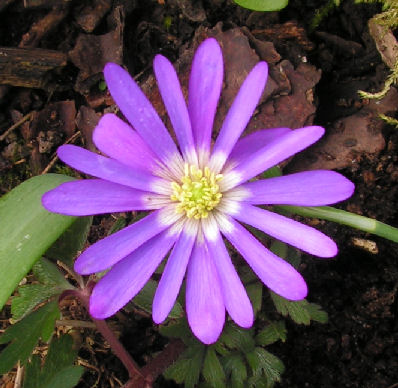 Anemone_blanda_025.jpg