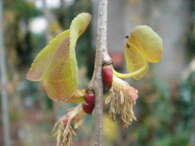 Cercidophyllum_japonicum_Pendulum_Austrieb.JPG