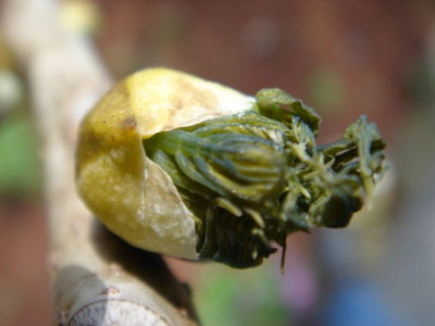Decaisnea_fargesii_1.JPG