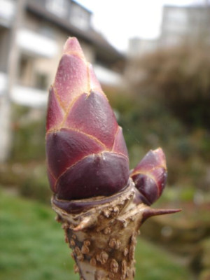 Kalopanax_septemlobus_var._maximowicii.JPG