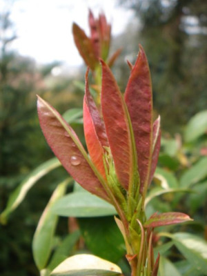 Photinia_davidiana_Palette_1.JPG