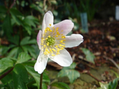 Anemona_nemorosa_Wyatts_Pink_Blute.JPG