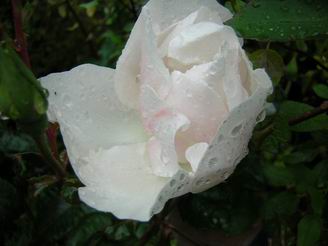 Souv._de_St.Anne.JPG
