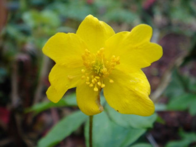 Anemone_nemorosa_Antiesen_1.JPG