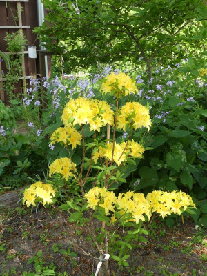 2022-05-13 Rhododendron mixtum 'Narcissiflora'.jpg