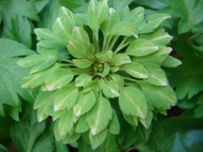 Anemone_nemorosa_Monstrosa_2.JPG