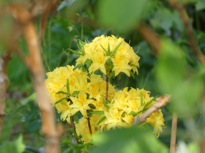 2022-05-13 Rhododendron mixtum 'Narcissiflora' 2.jpg