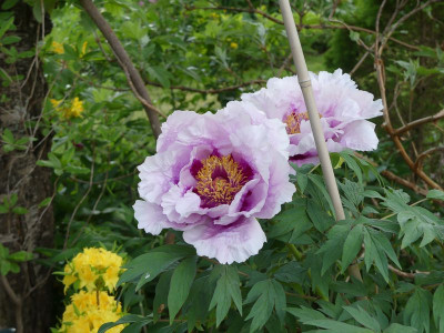 2022-05-13 Paeonia suffruticosa 1.jpg