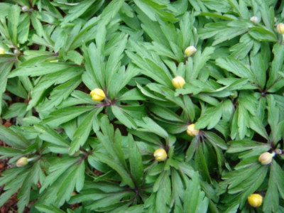 Anemone_ranunculoides_ssp.wockeana_1.JPG