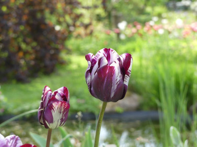 2022-05-13 Tulpen 'Insulinde' 1.jpg