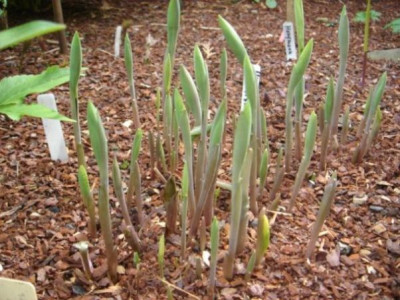 Uvularia_grandiflora.JPG