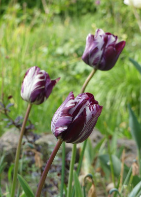 2022-05-13 Tulpen 'Insulinde' 2.jpg