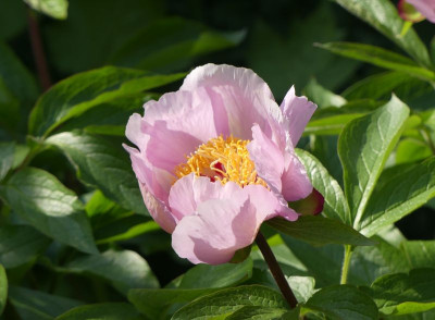 2022-05-13 Paeonia x wittmanniana 1.jpg