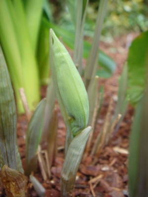 Uvularia_perfoliata_1.JPG