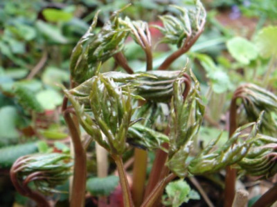Anemonopsis_macrophylla_3.JPG