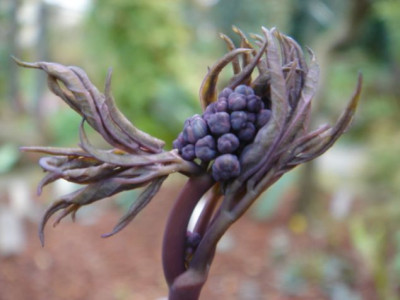 Caulophyllum_thalictroides.JPG