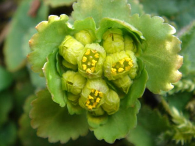 Chrysosplenium_davidii.JPG