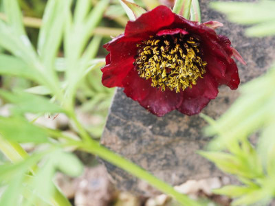 Paeonia delavayi Schwarzrot P5030040.JPG