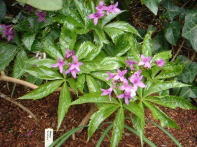 Dentaria_pentaphylla1.JPG
