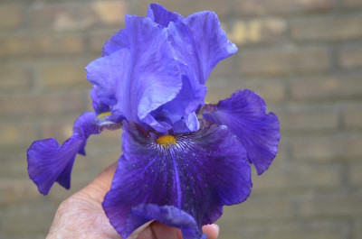D7780.JPG