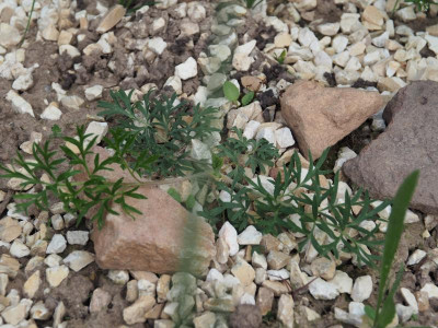 Pulsatilla pratensis P5120189.JPG