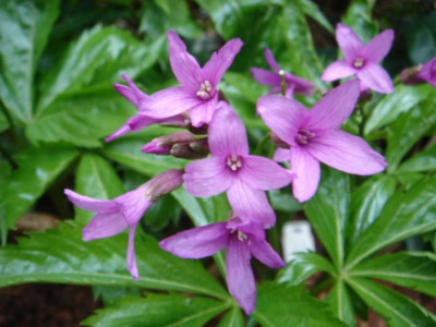 Dentaria_pentaphylla_1.JPG