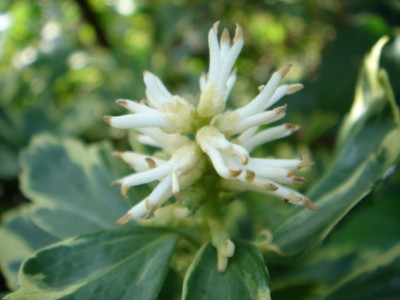 Pachysandra_terminalis_Variegata_Blute.JPG