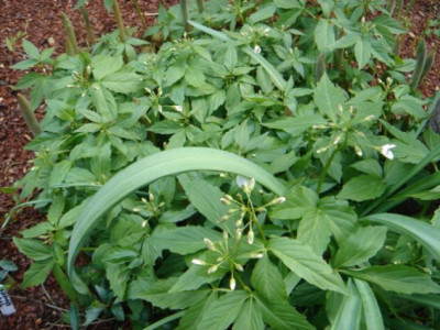Cardamine_wadsteinii.JPG