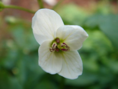 Cardamine_wadsteinii_1.JPG