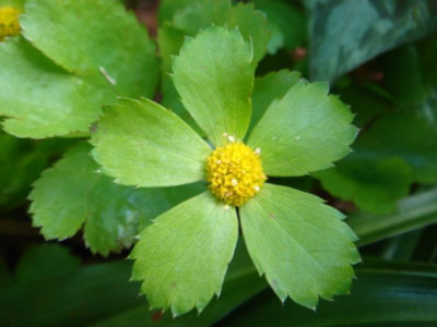 Hacquetia_epipactis_1.JPG