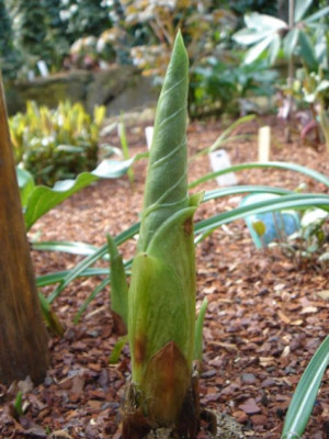 Cardiocrinum_giganteum.JPG