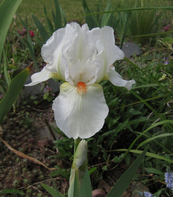 IMG_6978_Iris_Cheers_14Mai22_.jpg
