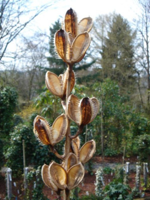 Cardiocrinum_giganteum_Fruchtstande.JPG