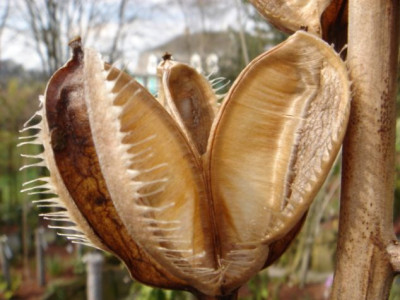 Cardiocrinum_giganteum_Fruchtstande_2.JPG