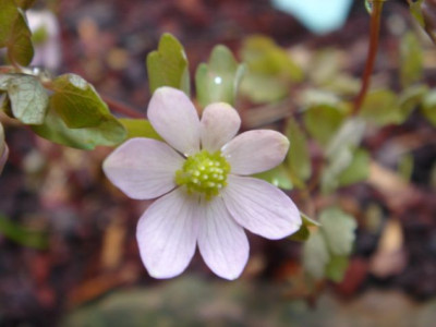 Anemonella_thalictroides_Charlotte.JPG