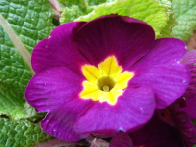 Primula_unbek_1.JPG