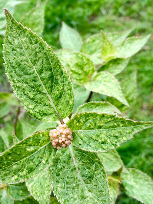 2022-05-14 Hydr. serrata 'Kujusan'.jpg