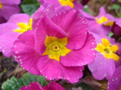 Primula_unbek.2_1.JPG