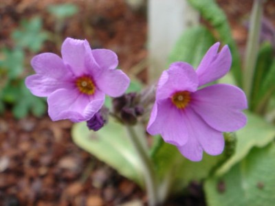 Primula_amoena_1.JPG