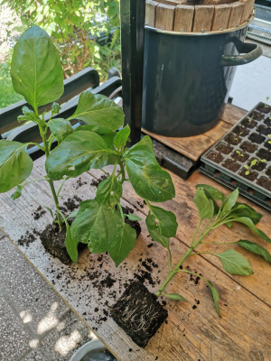 Paprika Jungpflanzen.jpeg
