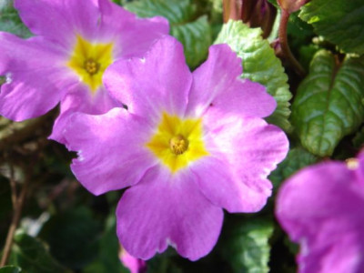 Primula_juliae_Lize_Green_2.JPG