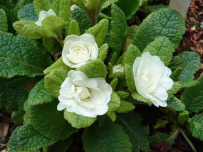 Primula_vulgaris_Dawn_Ansell_1.JPG