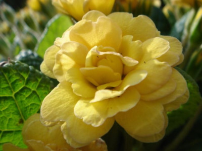 Primula_vulgaris_Sunshine_Susie_Blute_3.JPG